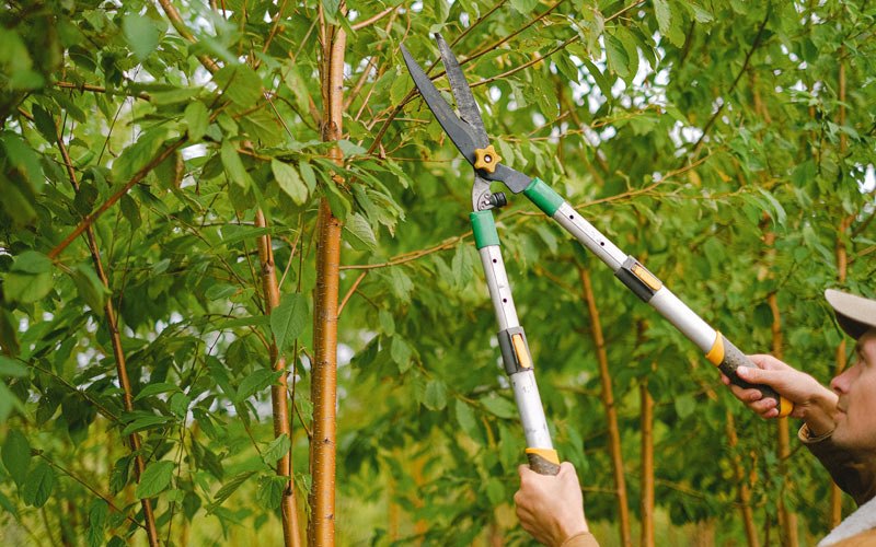 Tree trimming in Koyuk, AK